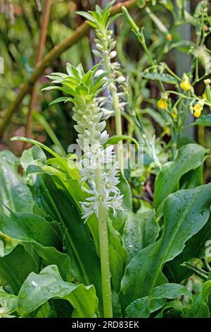 UCOMIS AUTUMNALIS ANANASBLÜTE ANANAS-LILY Stockfoto