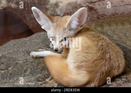 Fennec-Fuchs (Vulpes zerda) ruht, bleibt aber wachsam Stockfoto