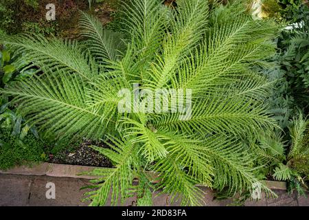 Blechnum gibbbum (allgemein als Silver Lady bezeichnet) ist ein ‚harter Farn“ der Blechnum-Gattung der Blechnaceae-Familie. Stockfoto