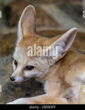 Fennec-Fuchs (Vulpes zerda) ruht, bleibt aber wachsam Stockfoto