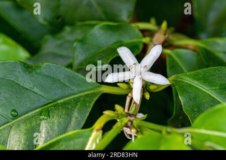 Coffea arabica. Blüte des Kaffeestrauchs. Coffea arabica stammt ursprünglich aus dem Südwesten Äthiopiens Stockfoto