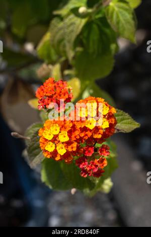 Lantana oder spanische Flagge rot-orange und gelb blühen Stockfoto