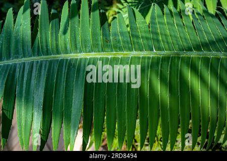 Giant Dioon oder Kaugummi Palm (Dioon Spinulosum), heimisch in Mexiko Stockfoto