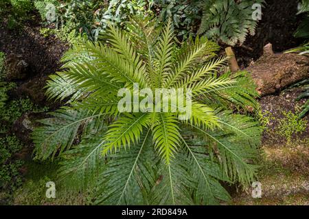 Blechnum gibbum, die Silberdame oder Zwergfarn (Blechnaceae, Kulturform) genannt wird, ist ein ‚harter Farn‘ der Gattung Blechnum in der Familie der Blechnaceae. Stockfoto