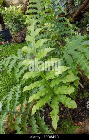 Phlebodium aureum - Cabbage Palm Fern Golden Polypody Gold Fern. Es ist auf die östliche Seite Amerikas und der Karibik beschränkt. Stockfoto