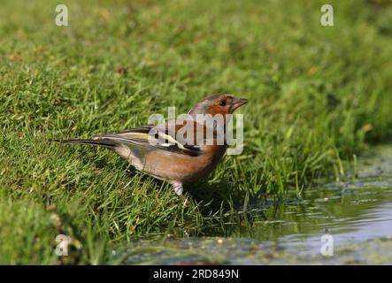 Common Chaffinch (Fringilla Coelebs), erwachsener Mann, der am Teich steht und Eccles-on-Sea trinkt, Norfolk, Großbritannien. Oktober Stockfoto