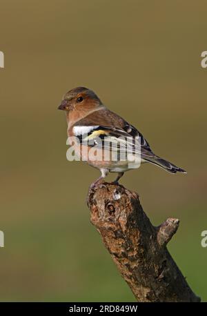 Männlich, männlich, männlich, auf dem alten Eccles-on-Sea, Norfolk, Großbritannien. Oktober Stockfoto