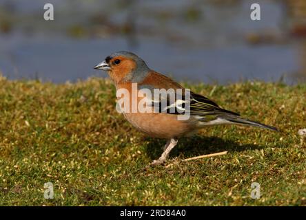 Gemeiner Chaffinch (Fringilla coelebs), männlicher Erwachsener mit Wachstum om leg Eccles-on-Sea, Norfolk, Großbritannien. März Stockfoto