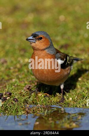 Common Chaffinch (Fringilla Coelebs), erwachsener Mann, der am Teich steht und Eccles-on-Sea trinkt, Norfolk, Großbritannien. April Stockfoto