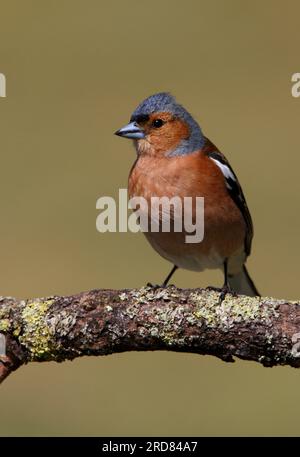 Männchen, männlich, männlich, männlich, auf dem Zweig Eccles-on-Sea, Norfolk, Großbritannien. April Stockfoto