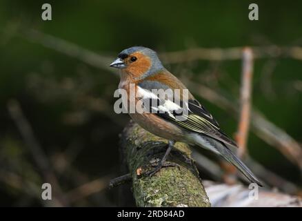 Männchen, männlich, männlich, männlich, auf dem Zweig Eccles-on-Sea, Norfolk, Großbritannien. April Stockfoto
