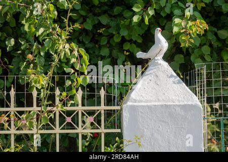 Steintaube, weiß bemalt auf einem großen weißen Steintor, Kefalonia, Griechenland Stockfoto