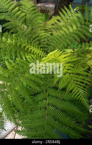 Hellgrüne australische Baumfarnblätter (Dicksonia) Stockfoto