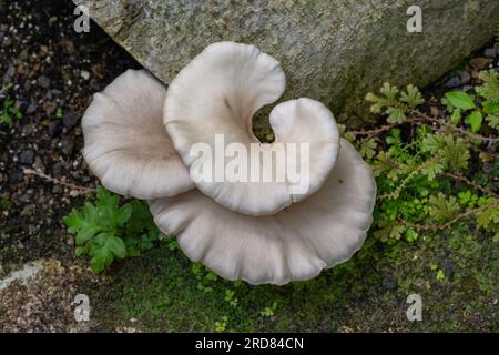 Tinder-Pilz am Baumstamm. Botanischer Garten, Frankfurt, Deutschland, Europa Stockfoto