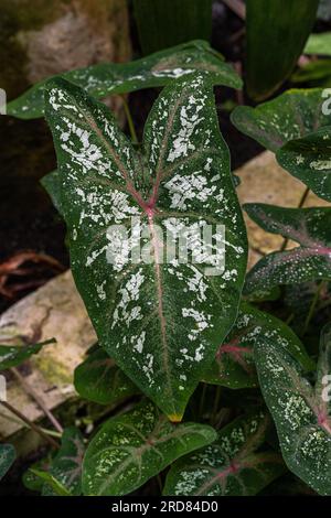 Caladium bicolor (Elefantenohr) ist eine tropische Pflanze. Gattung Caladium aus Lateinamerika Stockfoto