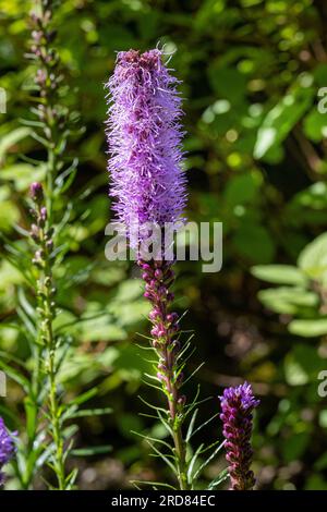 Liatris (bekannt als Gayfeather und strahlender Stern) violette Blumen Stockfoto