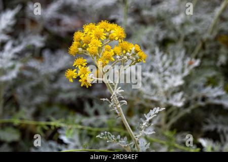 Silberragwort (jacobaea maritima oder Senecio cineraria) ist eine mehrjährige Pflanze, die im Mittelmeerraum beheimatet ist Stockfoto