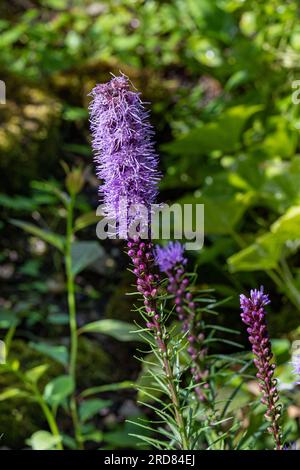 Liatris (bekannt als Gayfeather und strahlender Stern) violette Blumen Stockfoto