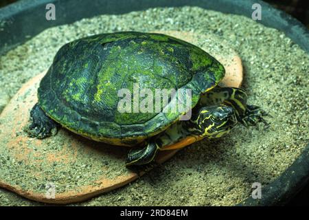 Europäischer Teichterrapinon (Emys orbicularis) Stockfoto