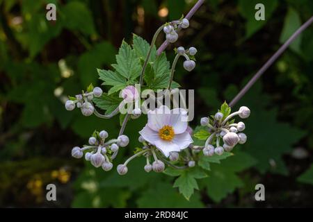 Snowdrop Windflower Anemone Tomentosa Nahaufnahme der Blumen. Baden Baden, Baden Württemberg, Deutschland Stockfoto