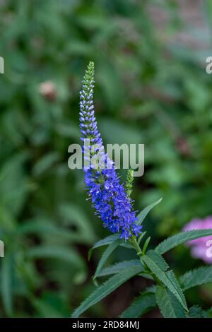 Mit Zinken versehener Brunnen (Veronica spicata). Diese seltene Pflanzenart gedeiht auf trockenen, schlanken Standorten in Eurasien. Stockfoto