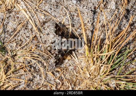 Thyridanthrax fenestratus, die fleckige Bienenfliege, ruht auf dem Boden. Stockfoto