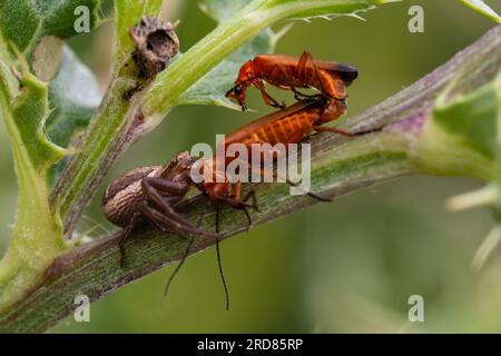 Eine Blütenkrabbenspinne, Misumena vatia, auch bekannt als Goldene Krabbenspinne, betet auf einen weiblichen gemeinen roten Soldatenkäfer, Rhagonycha fulva. Stockfoto