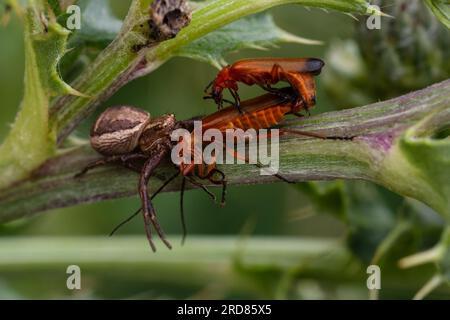 Eine Blütenkrabbenspinne, Misumena vatia, auch bekannt als Goldene Krabbenspinne, betet auf einen weiblichen gemeinen roten Soldatenkäfer, Rhagonycha fulva. Stockfoto