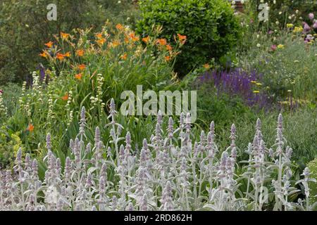 Sommerblumengarten mit stachys byzantina, Tageslilien, Salvia UK June Stockfoto