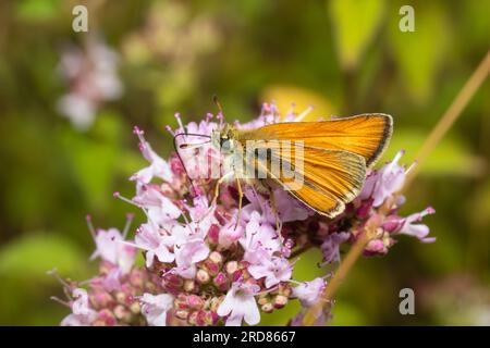 Ein kleiner Kapitän-Schmetterling, Thymelicus sylvestris, der Nektar isst. Stockfoto