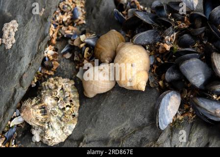 Nahaufnahme von Hundewelken, Nasenmuscheln und Muscheln Stockfoto