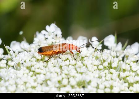 Rhagonycha fulva, der gewöhnliche rote Soldatenkäfer, auch irrtümlich als Blutsauger-Käfer bekannt, auch bekannt als Hogweed-Käfer. Stockfoto