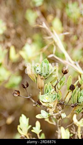 Cistus albidus in der Provinz Tarragona, Katalonien, Spanien, Europa Stockfoto