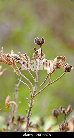 Cistus albidus in der Provinz Tarragona, Katalonien, Spanien, Europa Stockfoto