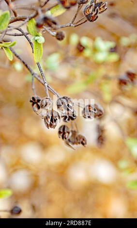 Cistus albidus in der Provinz Tarragona, Katalonien, Spanien, Europa Stockfoto