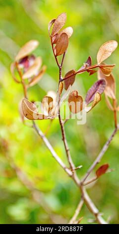 Cistus albidus in der Provinz Tarragona, Katalonien, Spanien, Europa Stockfoto