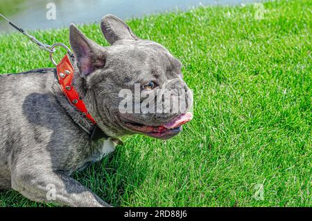 Grauer französischer Bulldog an der Leine auf grünem Gras Stockfoto