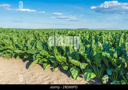 Grüne Blätter von Rüben, die auf dem Feld gepflanzt wurden. Zuckerrübenernte Stockfoto