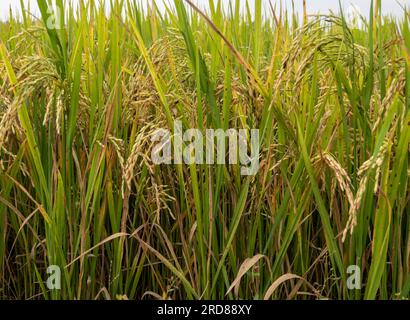 Nahaufnahme von goldenem Reis auf dem Reisfeld in der Nähe der Erntezeit, biologischer Bauernhof des thailändischen Bauern im Dorf auf dem Land, Vorderansicht für den Backg Stockfoto