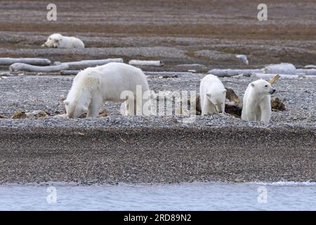 Mutter eines plündernden Eisbären (Ursus maritimus) mit drei Jungen, die sich an den Kadaver toter gestrandeter Wale entlang der Küste von Svalbard, Spitsbergen, Norwegen, ernähren Stockfoto