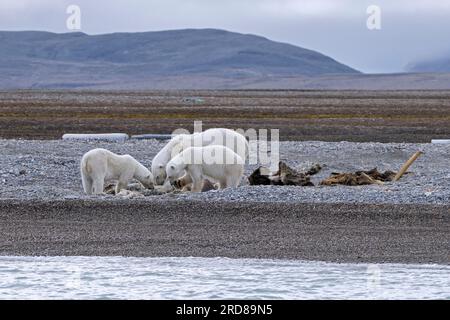 Mutter von Eisbären (Ursus maritimus), die sich von zwei Jungen ernähren, die sich an den Kadaver gestrandeter toter Wale entlang der Küste von Svalbard, Spitsbergen, Norwegen, ernähren Stockfoto