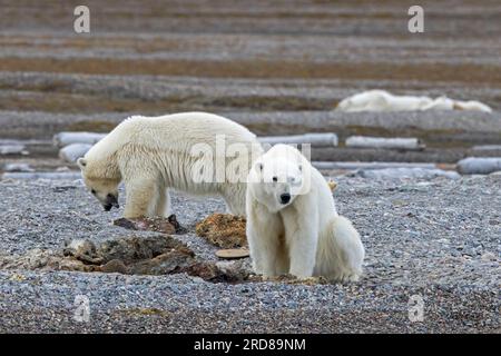 Zwei junge plündernde Eisbären (Ursus maritimus), die sich an der Küste von Svalbard, Spitsbergen, Norwegen, von toten gestrandeten Walen ernähren Stockfoto