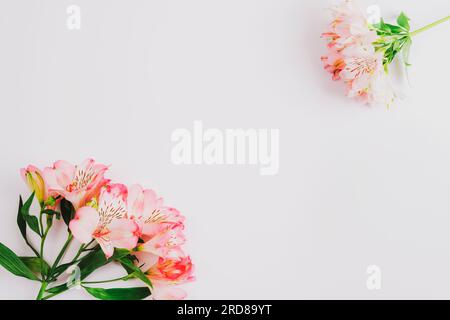 Wunderschöne rosa Alstroemeria-Blumen auf weißem Hintergrund. Draufsicht, flach liegend, Kopierbereich. Stockfoto