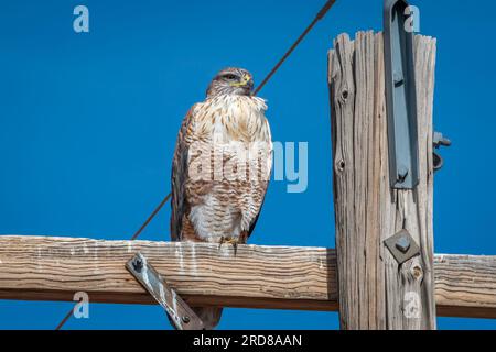 Ein wunderschöner Ferruginous Hawk, der im frühen Winter in der Prärie von Colorado auf einem Versorgungsmast sitzt. Stockfoto