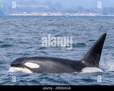 Transient Male Killer Wale (Orcinus orca), die im Monterey Bay Marine Sanctuary, Monterey, Kalifornien, USA, Nordamerika auftauchen Stockfoto