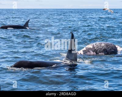 Im Monterey Bay Marine Sanctuary, Kalifornien, USA, gibt es eine Gruppe von transienten Killerwalen (Orcinus orca), die sich von einem grauen Kalbkörper ernähren Stockfoto