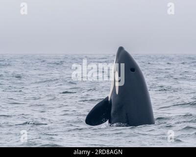 Im Monterey Bay Marine Sanctuary, Kalifornien, USA, gibt es eine Gruppe von transienten Killerwalen (Orcinus orca), die einen Elefanten fangen und töten Stockfoto