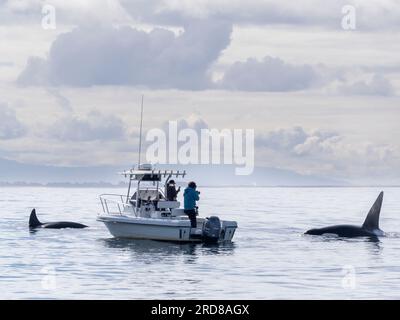 Im Monterey Bay Marine Sanctuary, Kalifornien, USA, gibt es zahlreiche kleine Killerwale (Orcinus orca) in der Nähe eines Walbeobachtungsboots Stockfoto