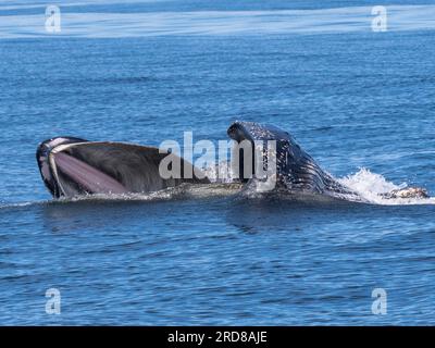 Ein erwachsener Buckelwal (Megaptera novaeangliae), der im Monterey Bay Marine Sanctuary, Kalifornien, USA, Ausfallschritt an der Oberfläche füttert Stockfoto