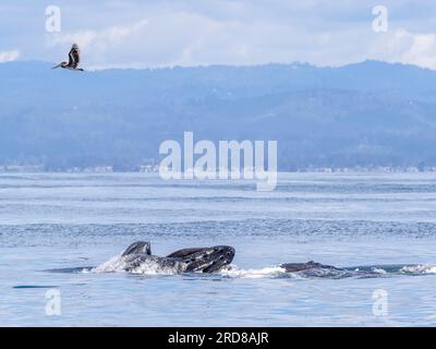 Zwei ausgewachsene Buckelwale (Megaptera novaeangliae), die im Monterey Bay Marine Sanctuary, Kalifornien, USA, einen Ausfallschritt an der Oberfläche machen Stockfoto